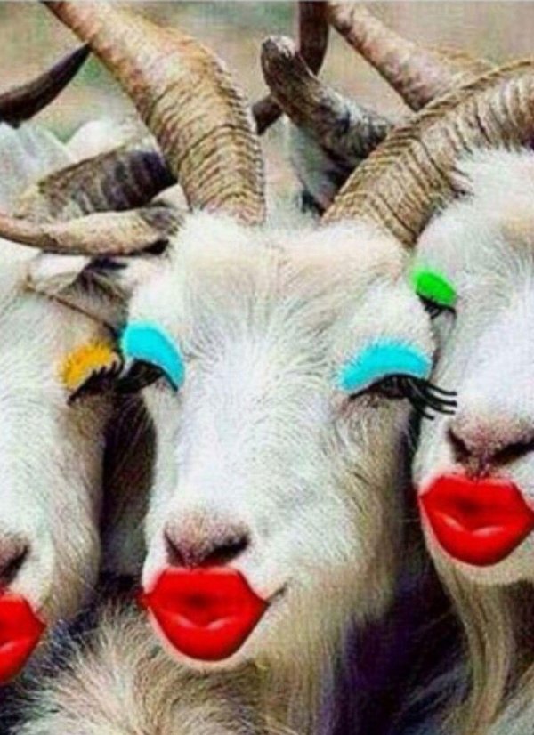 смешные фотографии животных