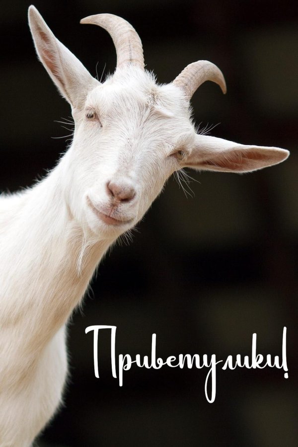 коза красивая