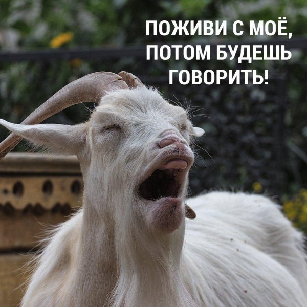 козел красивый