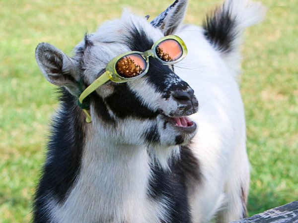 коза в очках