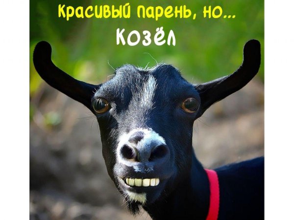 черный козёл
