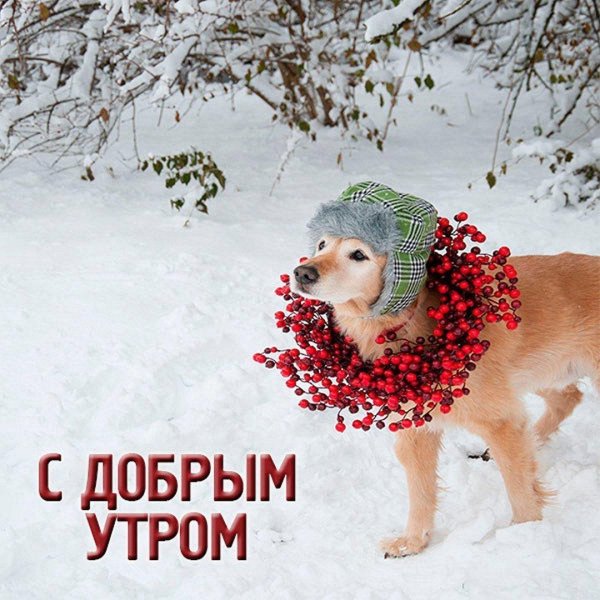 С добрым январским утречком