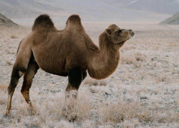 двугорбый верблюд