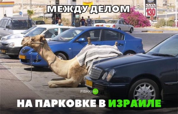приколы про