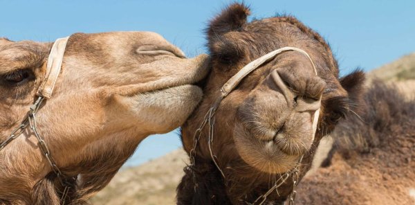 влюбленные верблюды