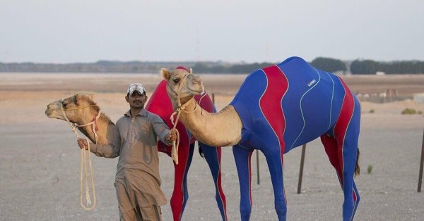 спортивные верблюды