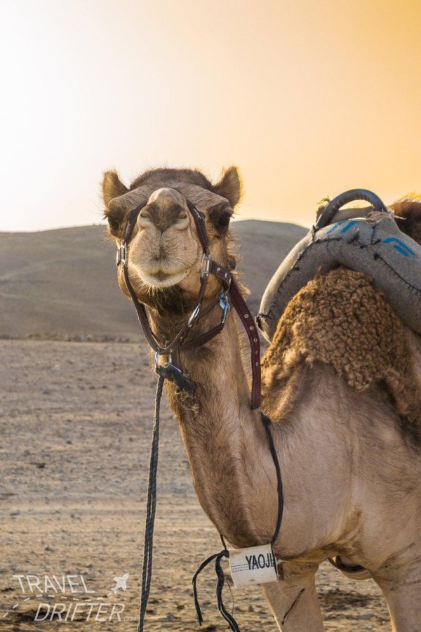 фотографии верблюда