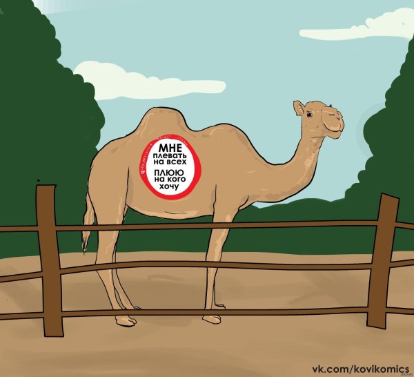 рисунки верблюда