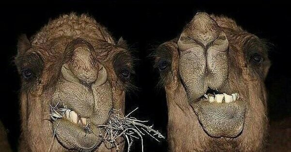 зубы верблюда