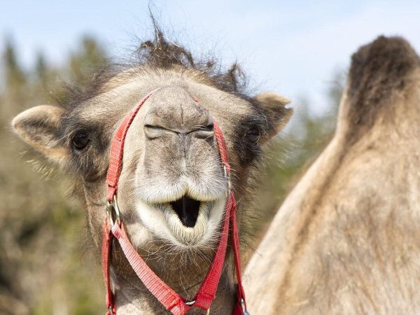 верблюды млекопитающие