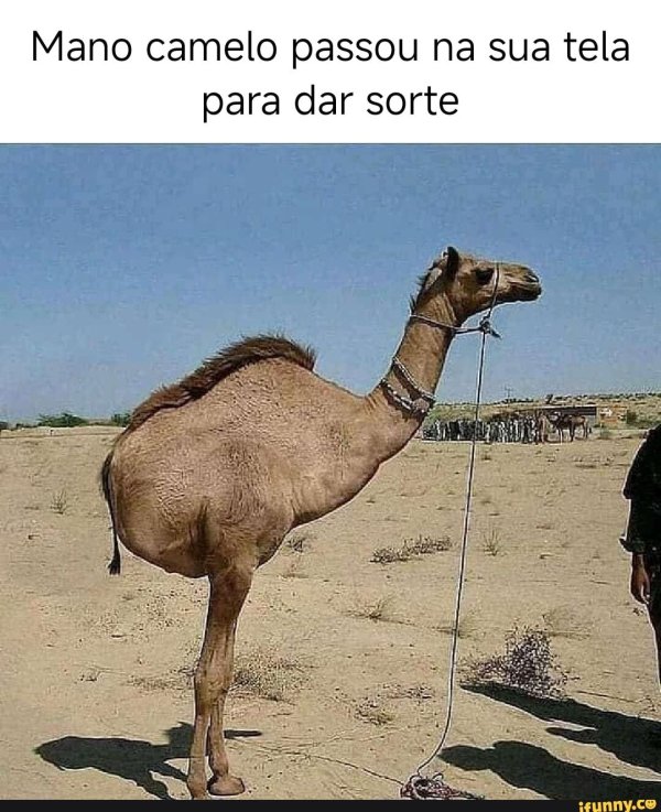 хвост верблюда