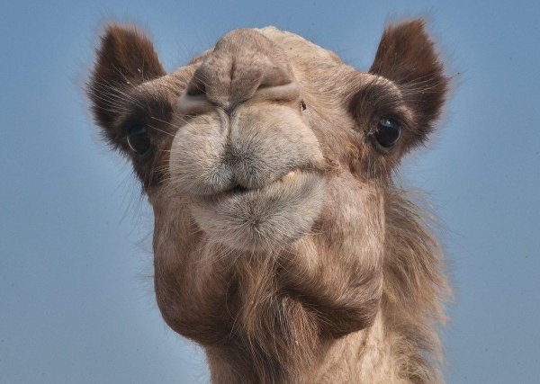 голова верблюда