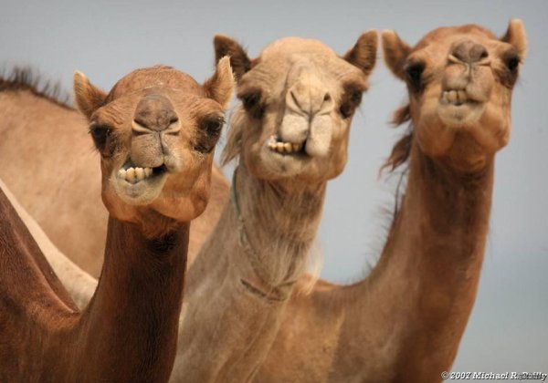 морда верблюда