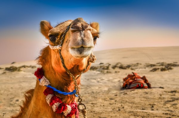 pushkar camel fair