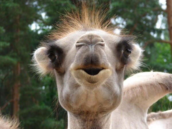 морда верблюда