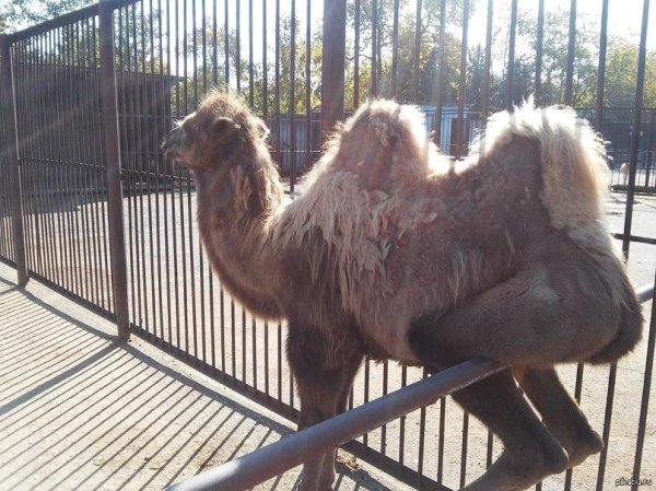московский зоопарк верблюд