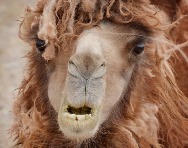 фотографии верблюда