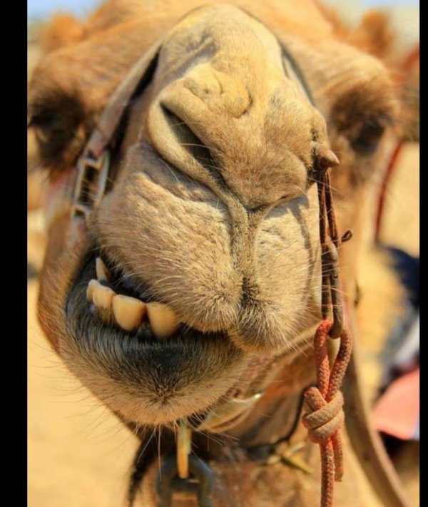 зубы верблюда