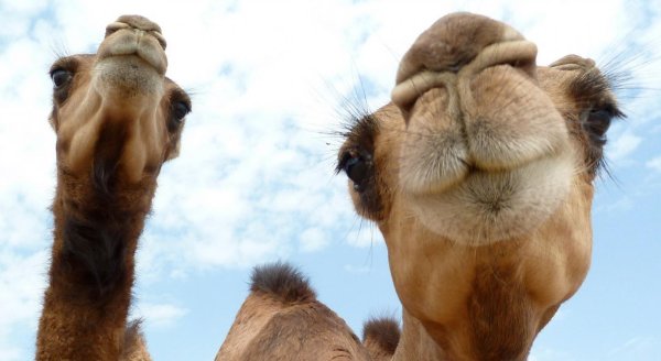 морда верблюда