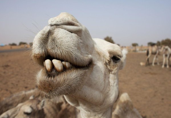 челюсть верблюда