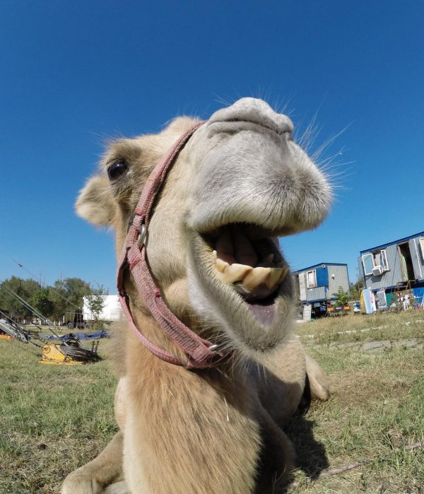 от верблюда