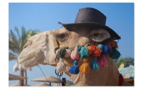 горб у верблюда