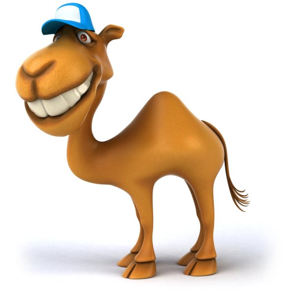 веселый верблюд