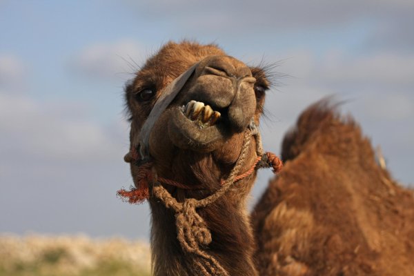 зубы у верблюда