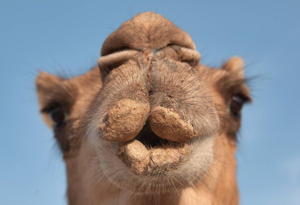 уши верблюда