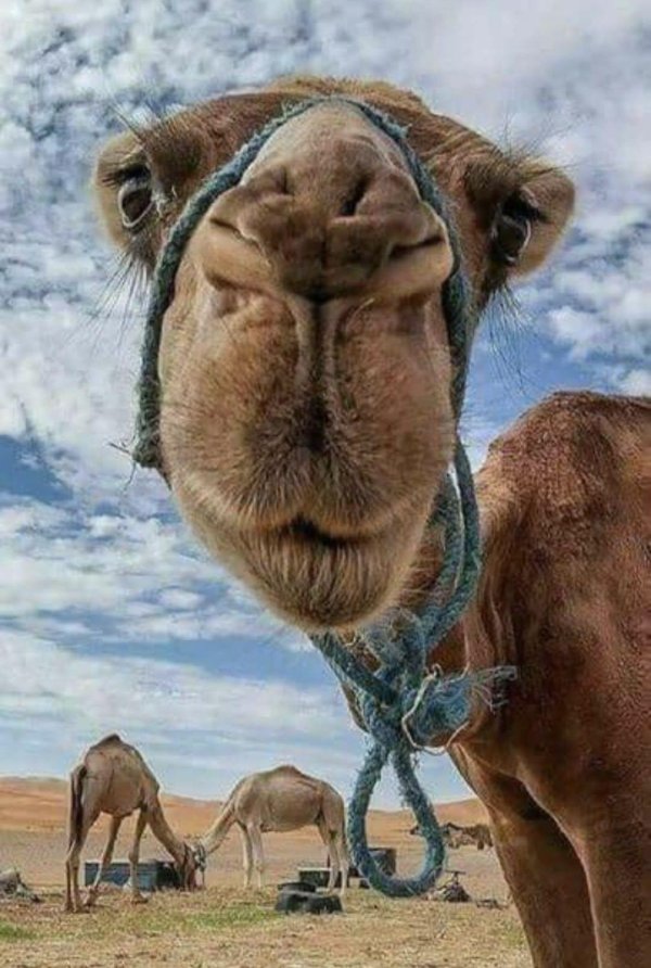 лицо верблюда