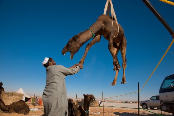 араб прикол