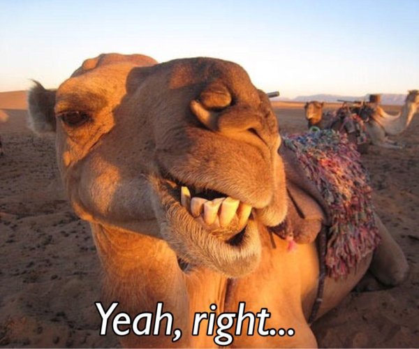 зубы у верблюда