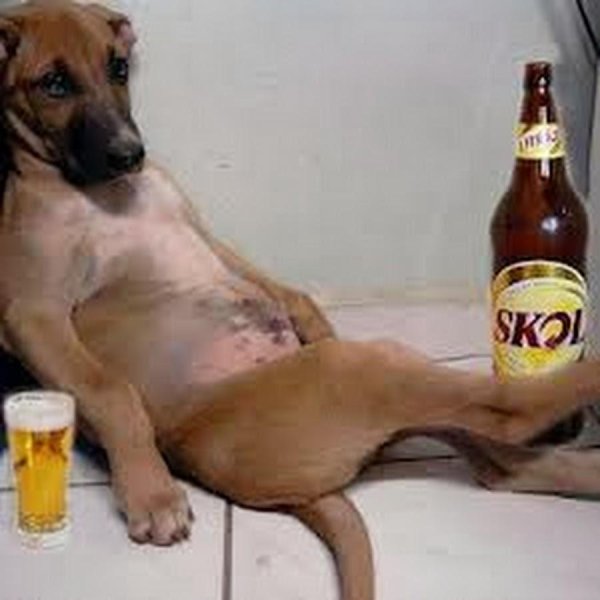 собака смешная