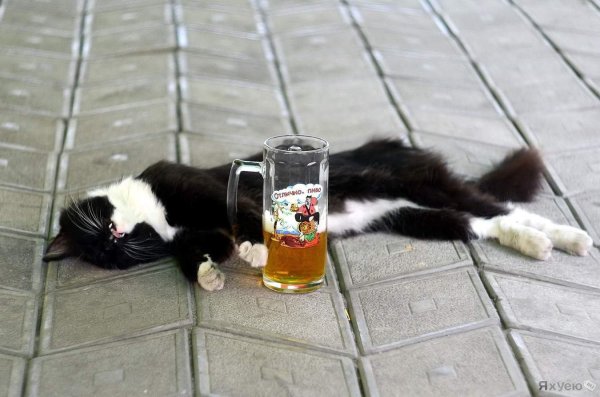 пьяные животные