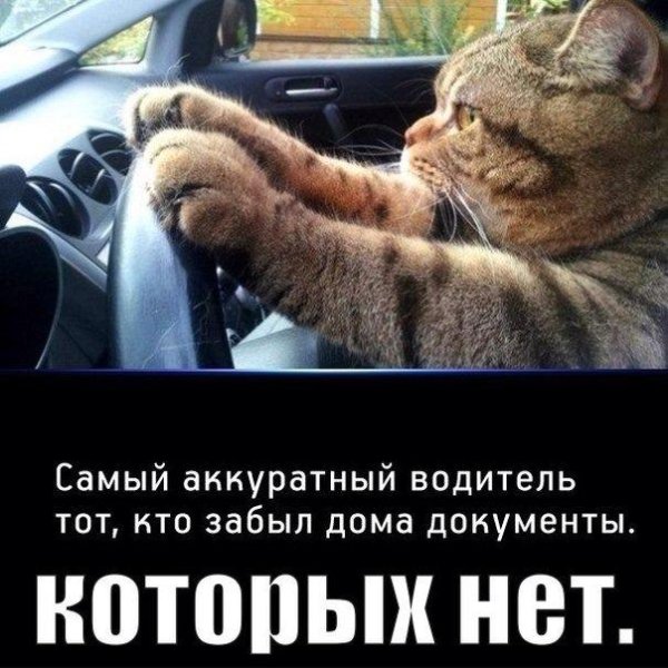 котик за рулем