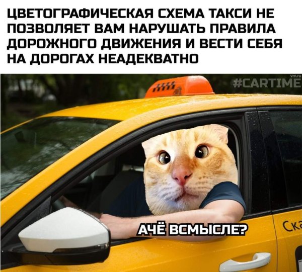 кот таксист