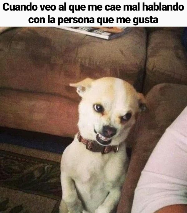 злая чихуахуа