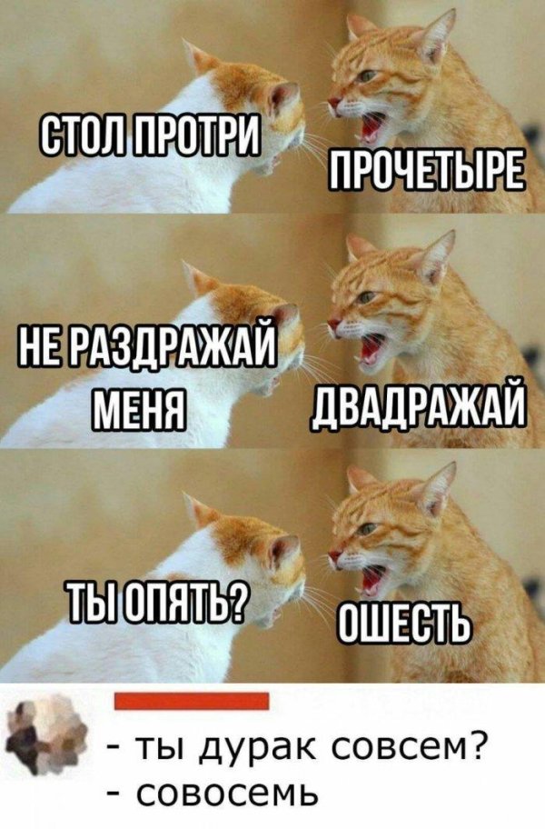 мемы с котом