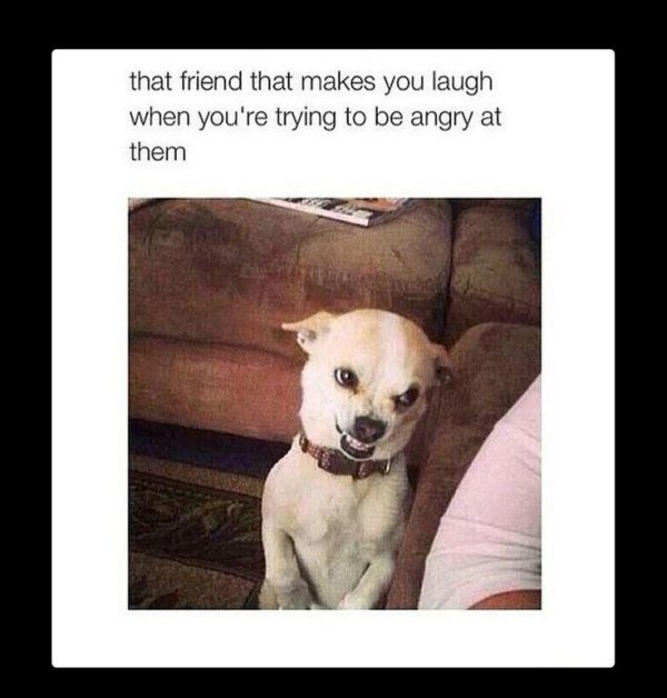 злая чихуахуа