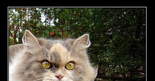 кот который