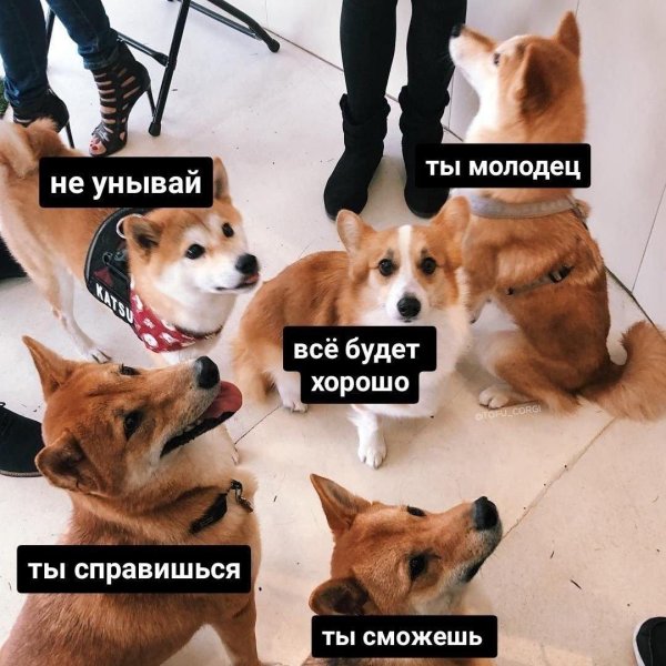 вельшкорги пемброк