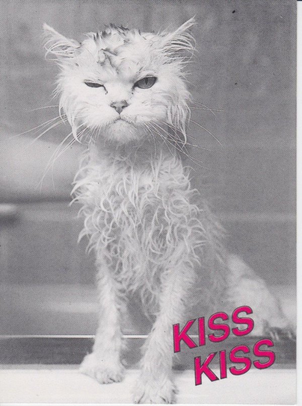 мокрые коты