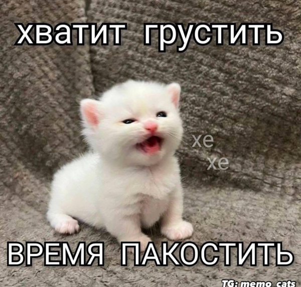 смешной котенок