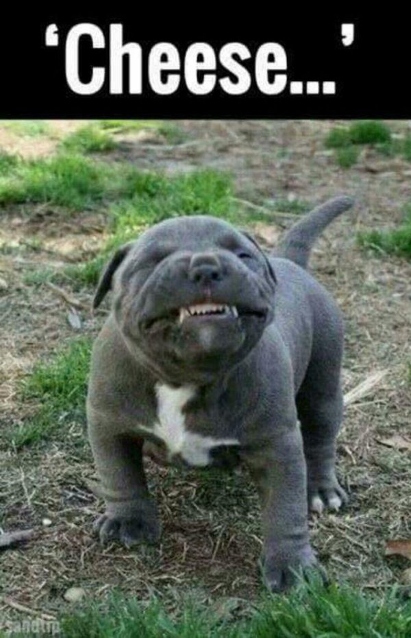 маленькие питбули