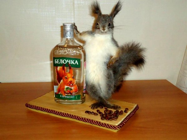 алкогольная белочка
