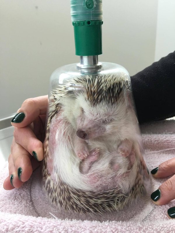 Пьяный ежик