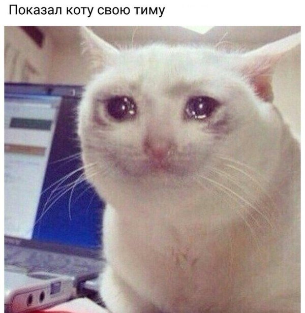 грустные мемы с котами