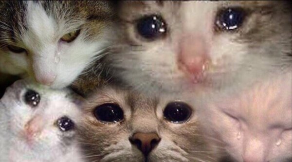 плачущиё кот
