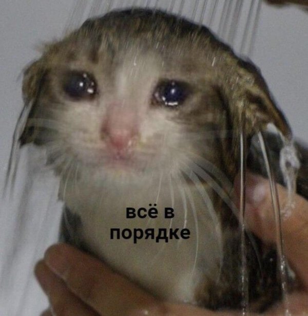 плачущие котики