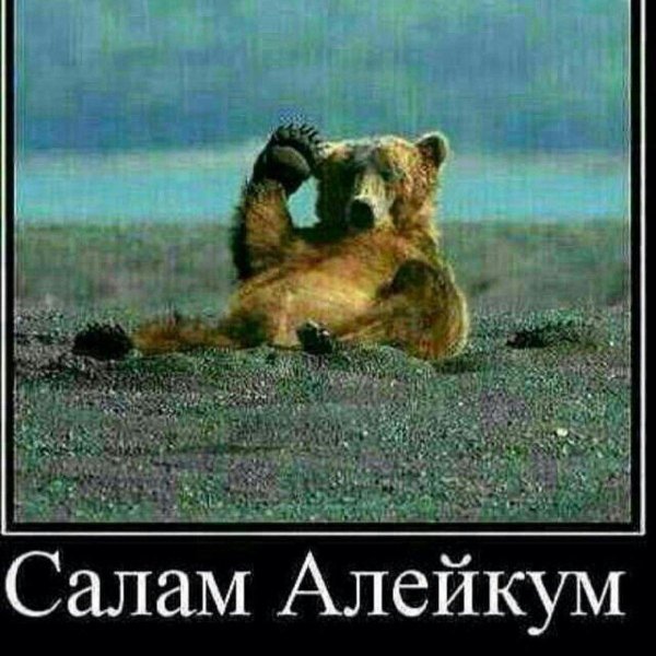 смешной медведь